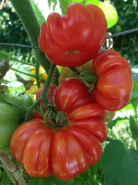 Healthy red santorini tomato pflanzen wachsend in full sun