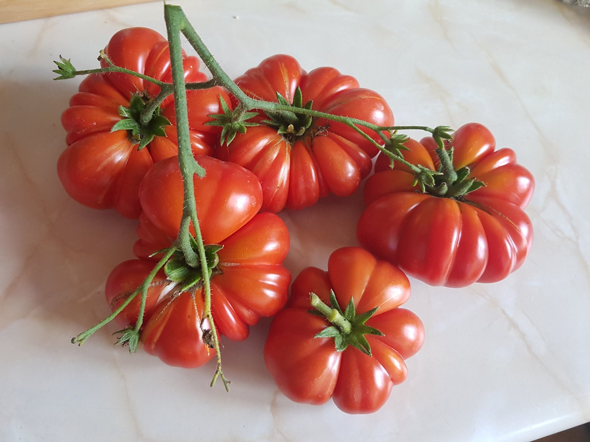 Non-gmo red santorini tomato samen für aussaat