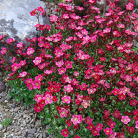 Saxifraga mossi samen - enhance your garten anpflanzung blume