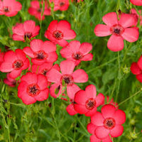 Non GMO Scarlet Flax Samen