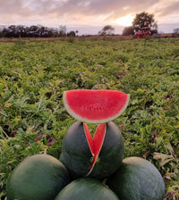 Ripe red seedless watermelon gezogen aus high-quality samen