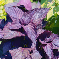 Red Shiso Samen Perilla frutescens var purpurea purple leafy Pflanze