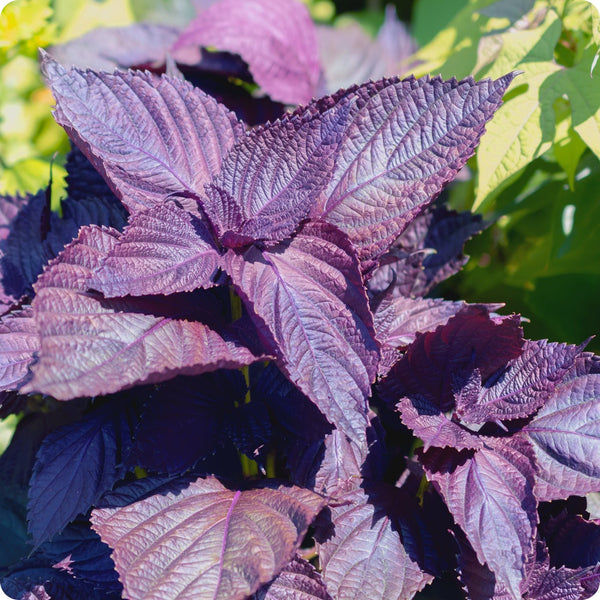 Red Shiso Samen Perilla frutescens var purpurea purple leafy Pflanze