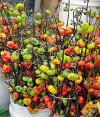 Red zier solanum pflanzen in garten
