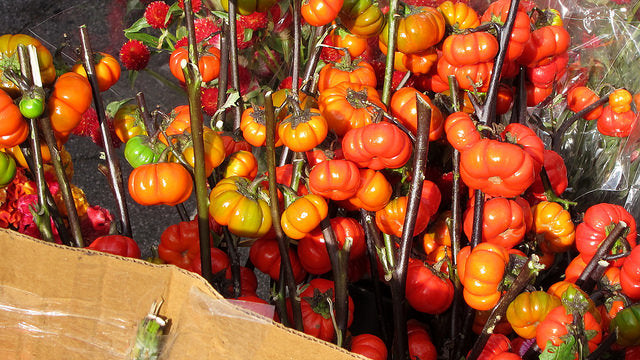 Red solanum integrifolium samen für aussaat non gmo