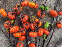 Solanum integrifolium pflanzen gezogen aus samen
