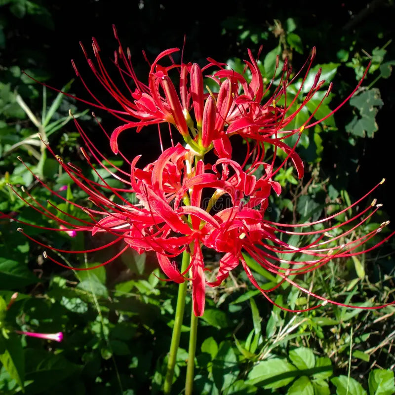 zart Rosa Higanbana Blumensamen zur Aussaat saisonal Dauerblüher Traditionssorte & ohne Gentechnik Samen Hausgarten