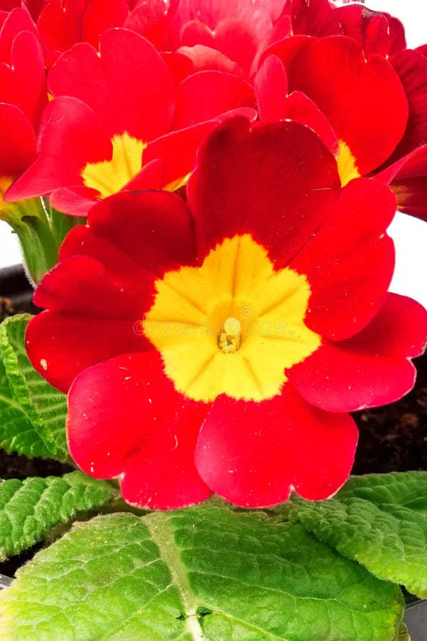 Traditionssorte Polyanthus Blumensamen zur Aussaat Wildblume Mischung Traditionssorte & ohne Gentechnik Samen Hausgarten