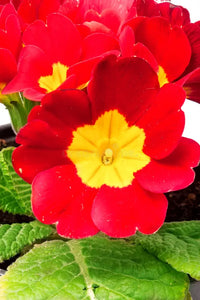 Traditionssorte Polyanthus Blumensamen zur Aussaat Wildblume Mischung Traditionssorte & ohne Gentechnik Samen Hausgarten
