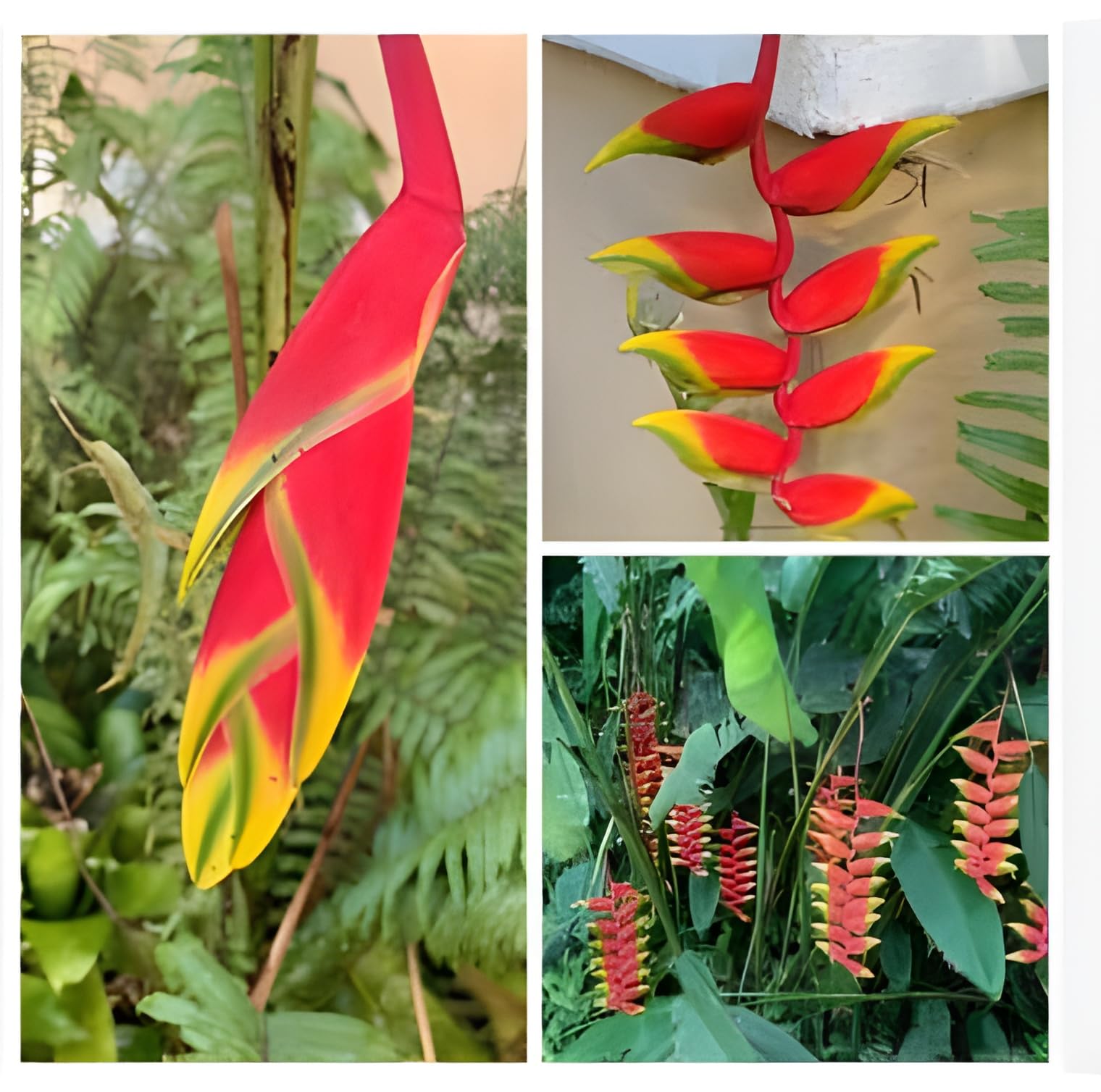 Rot strelitzia blume samen for tropical garten anpflanzung