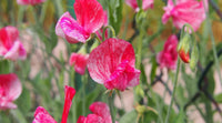 Deep rot sweet pea blumen in garten setting