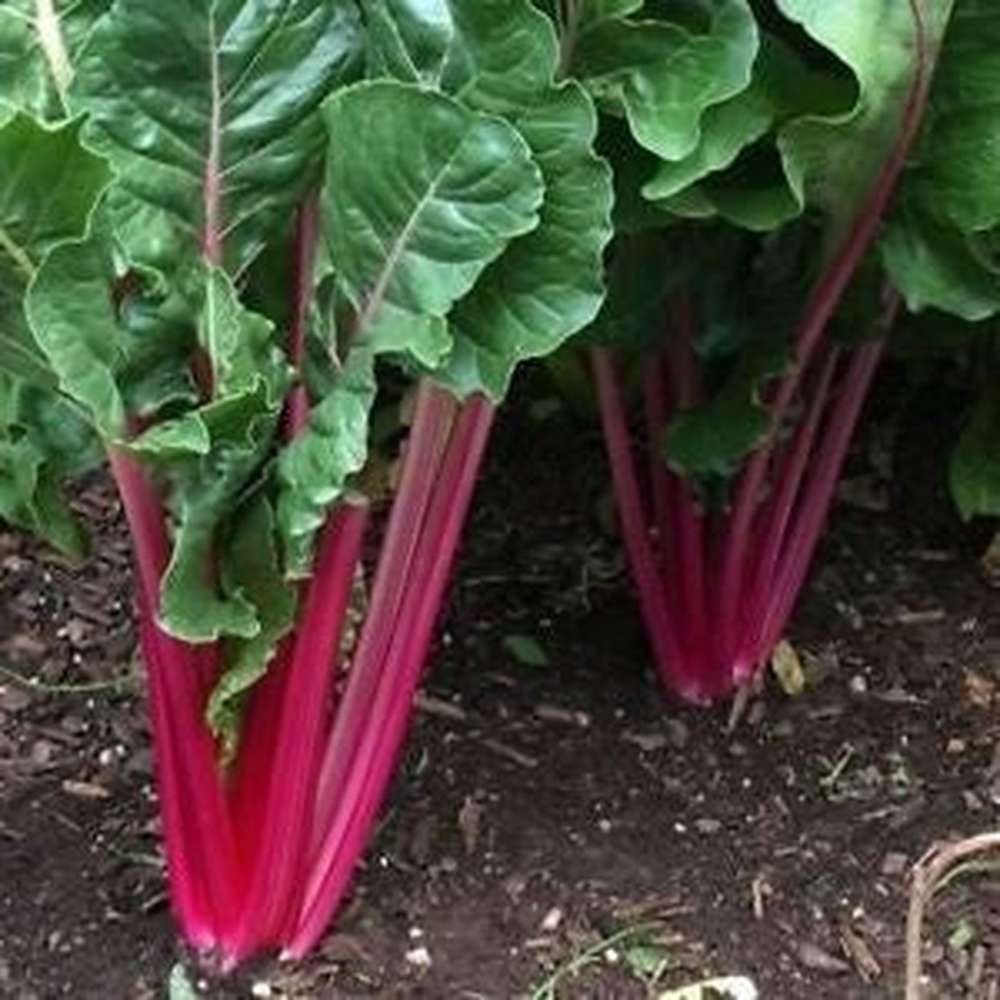 Red swiss ruby samen für aussaat in home gardens