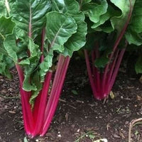 Red swiss ruby samen für aussaat in home gardens