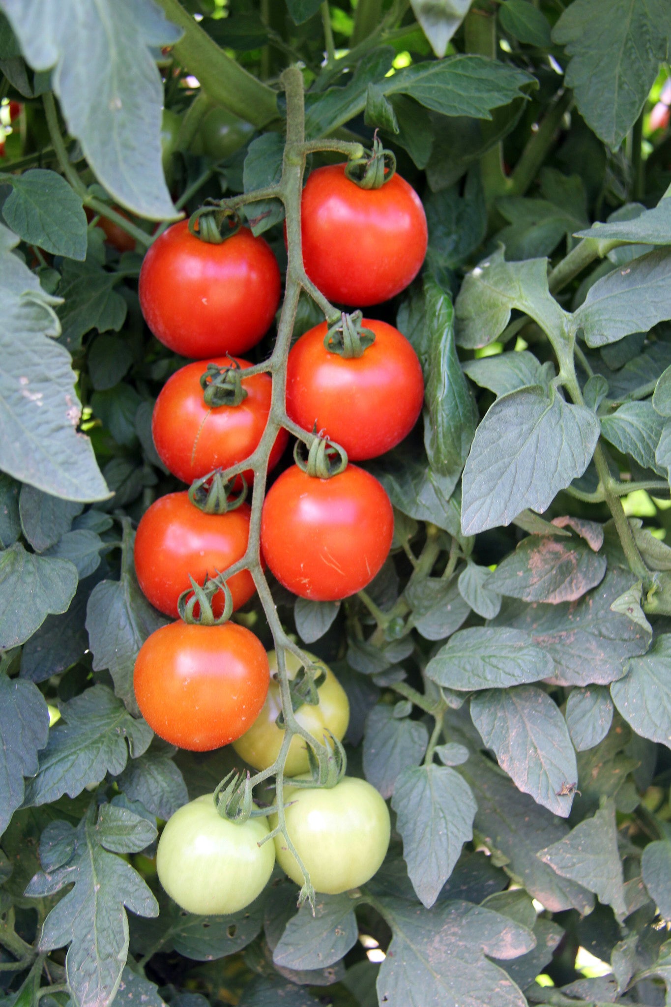 Mountain Pride Tomate Solanum lycopersicum Gemüse Samen zum Pflanzen in Gemüse Patch