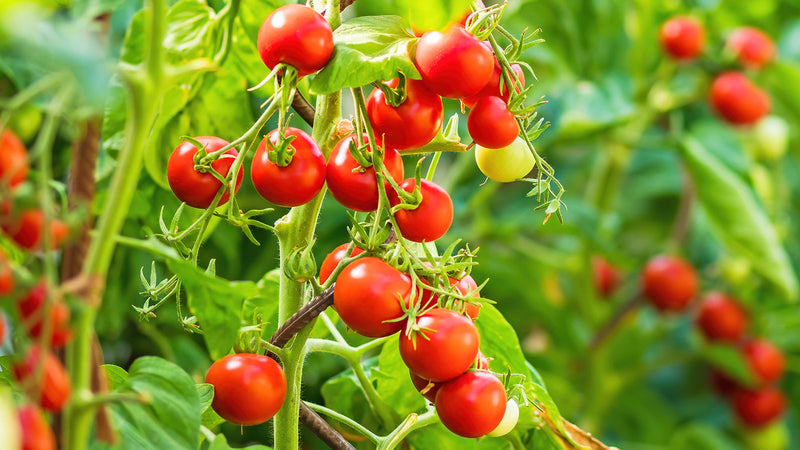 Red tomato samen für aussaat in backyard gardens, non gmo variety