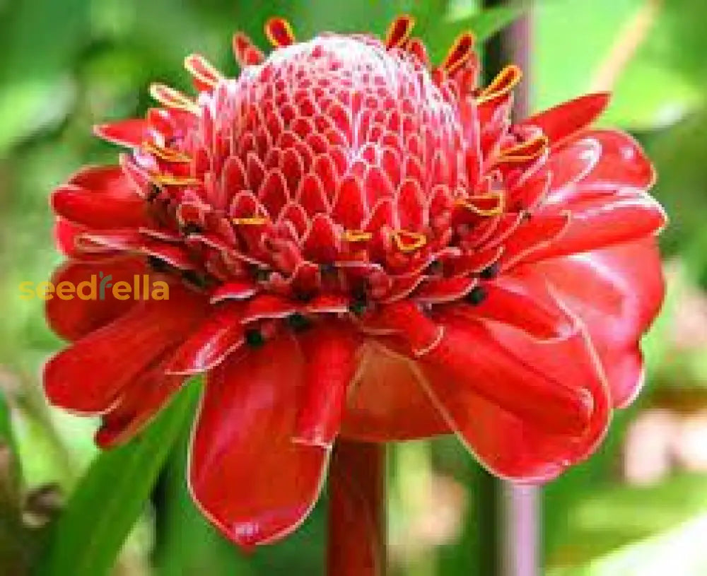 Rot torch ginger samen for anpflanzung