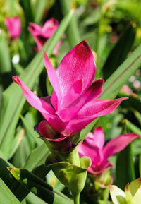Curcuma Blumensamen – Traditionssorte ohne Gentechnik biologisch Garten Samen zur Aussaat