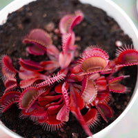 Red Venus Flytrap live carnivorous Pflanze