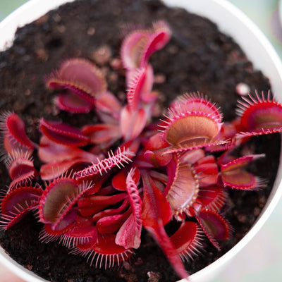 100 Stück