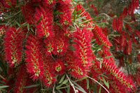 Rot weeping bottlebrush tree samen for vibrant rot garten blooms