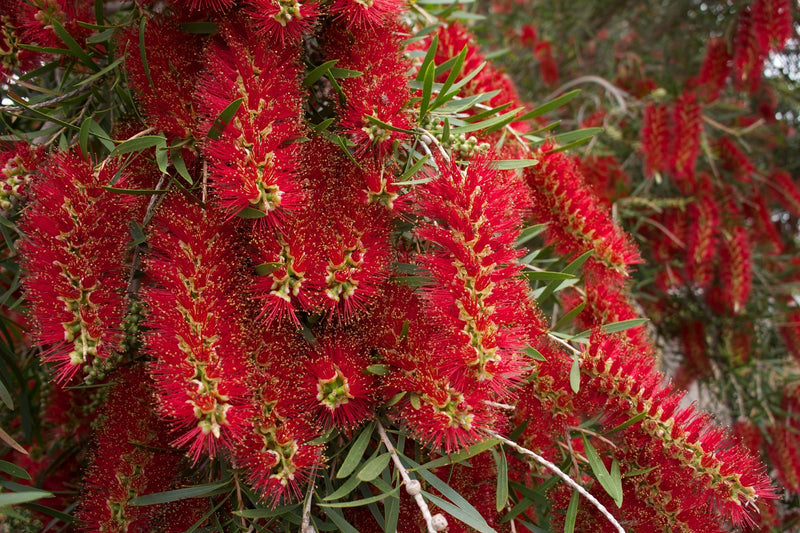 Rot weeping bottlebrush tree samen for vibrant rot garten blooms