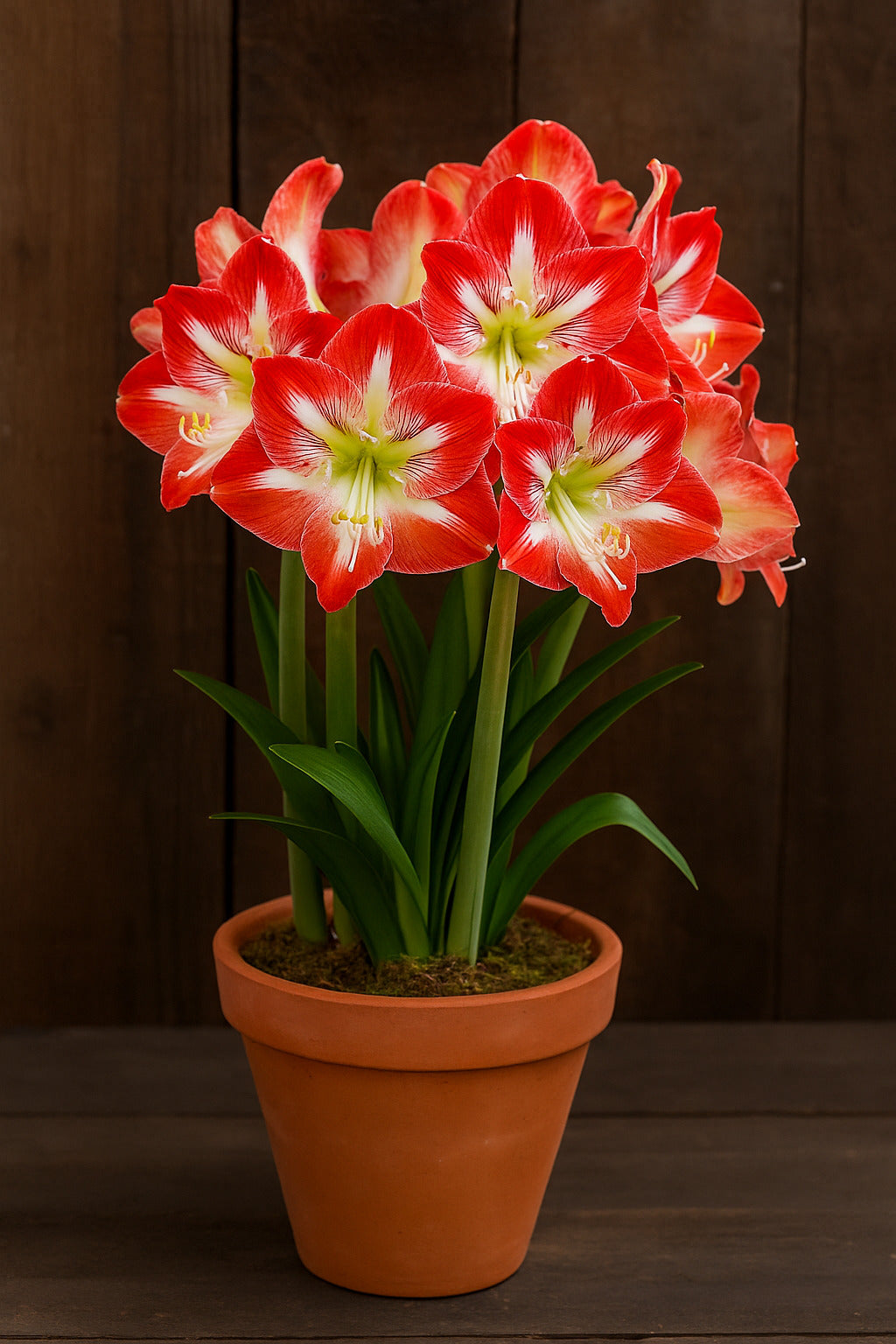 Rot and weiß amaryllis blumen blooming in töpfen