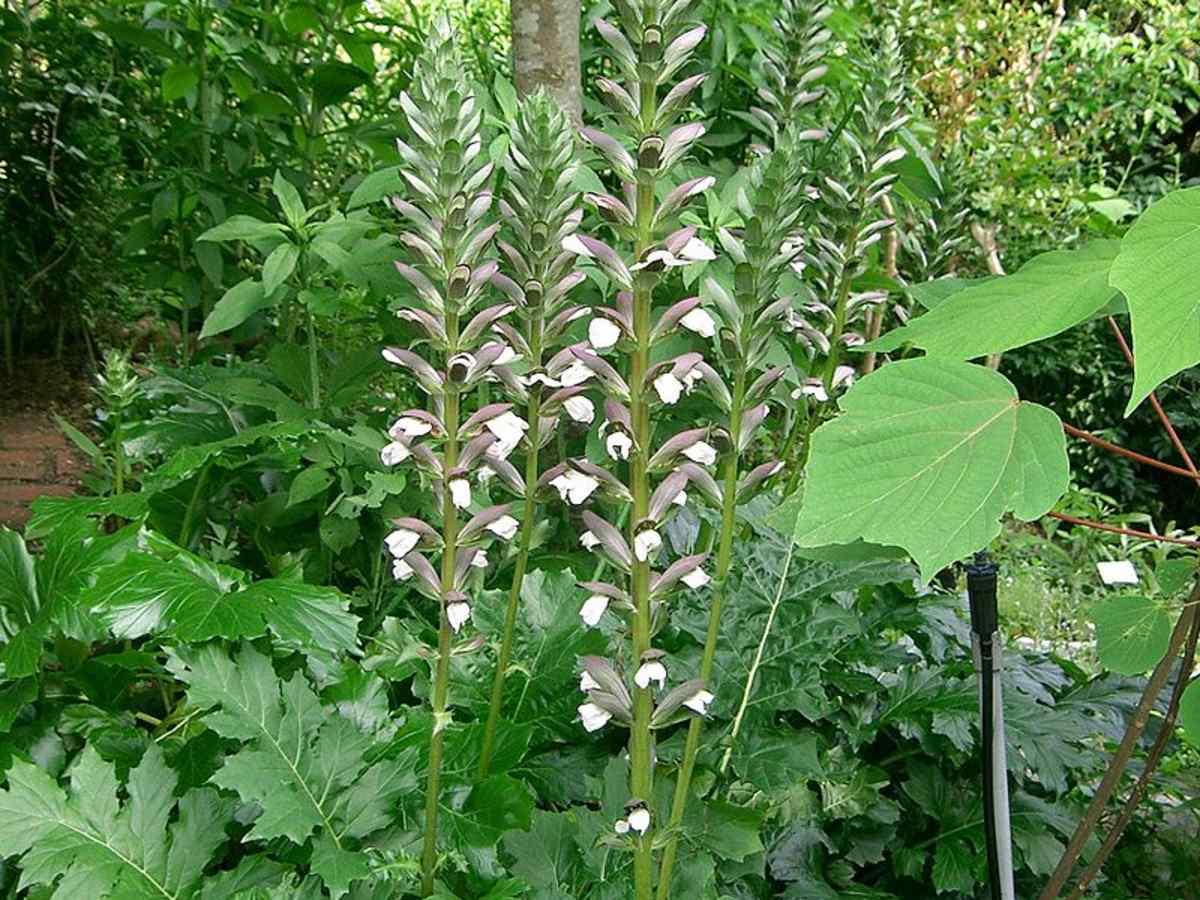 Close-up of rot and weiß bear’s breeches blume spike