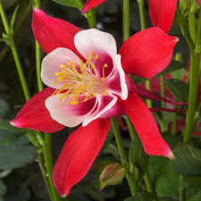 Rot and weiß columbine blume samen for anpflanzung