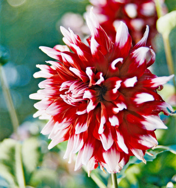 Rot and weiß dahlia blume samen for garten anpflanzung