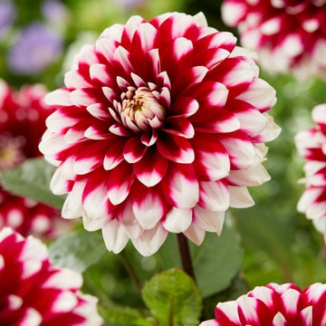 Rot and weiß dahlia blume samen for garten anpflanzung