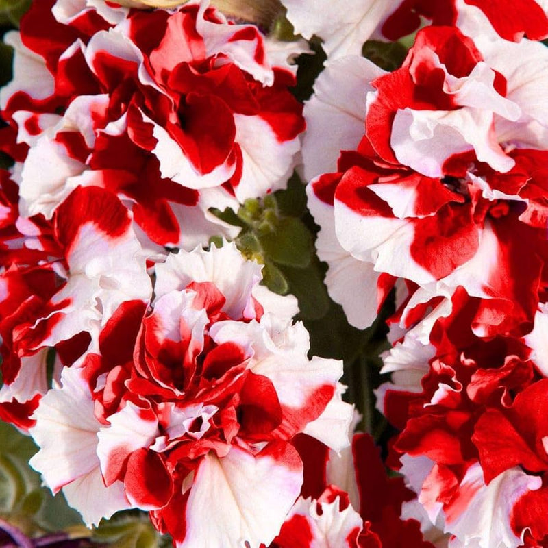 Rot weiß double petunia blume samen