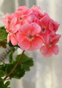 Rot and weiß geranium blumen in töpfen