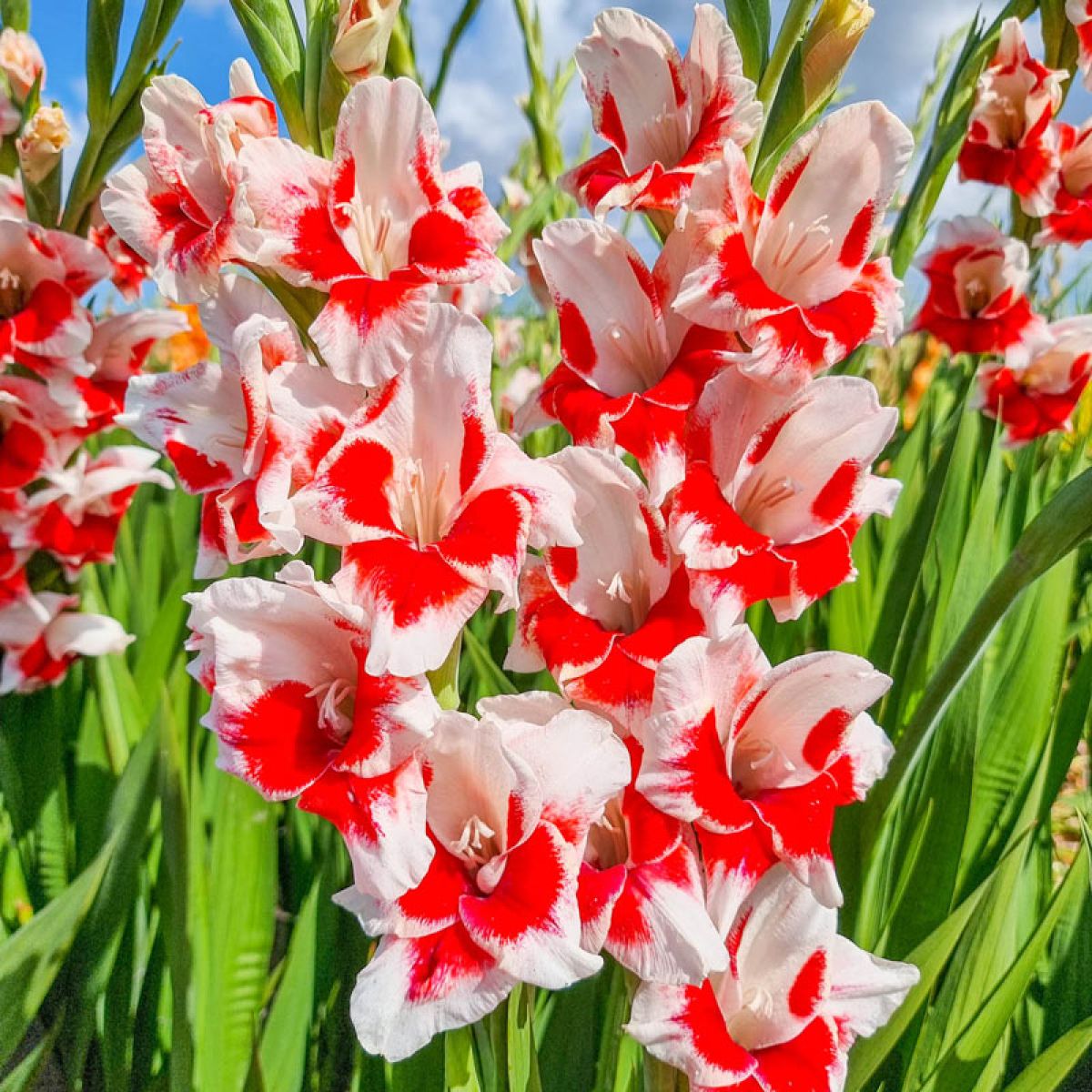 Rot and weiß gladiolus blume samen for anpflanzung