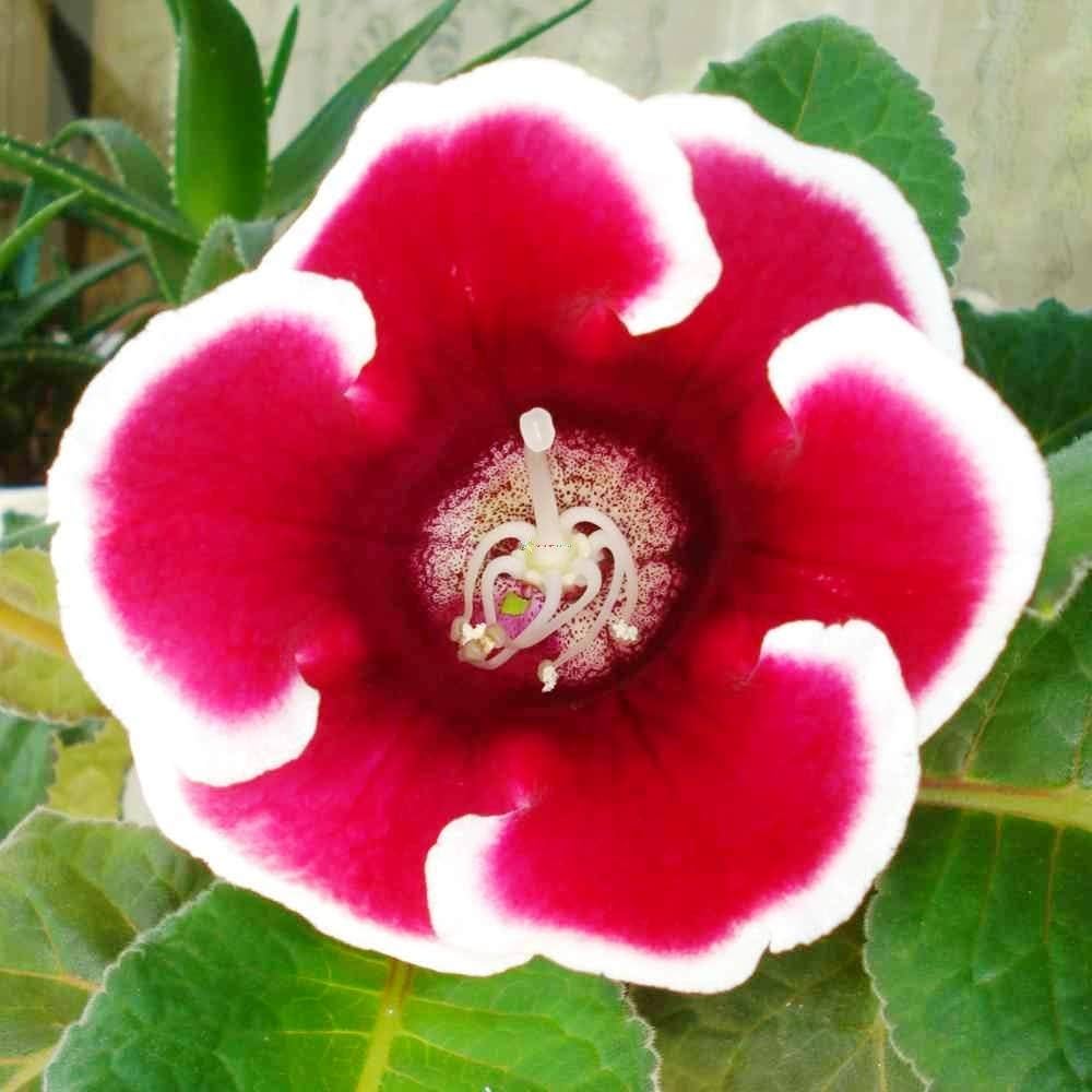 Rot and weiß gloxinia blume samen for anpflanzung