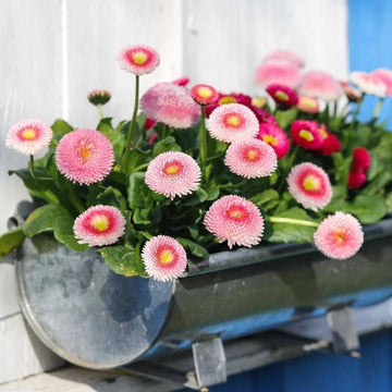 Rot weiß leucanthemum shasta blume samen for anpflanzung