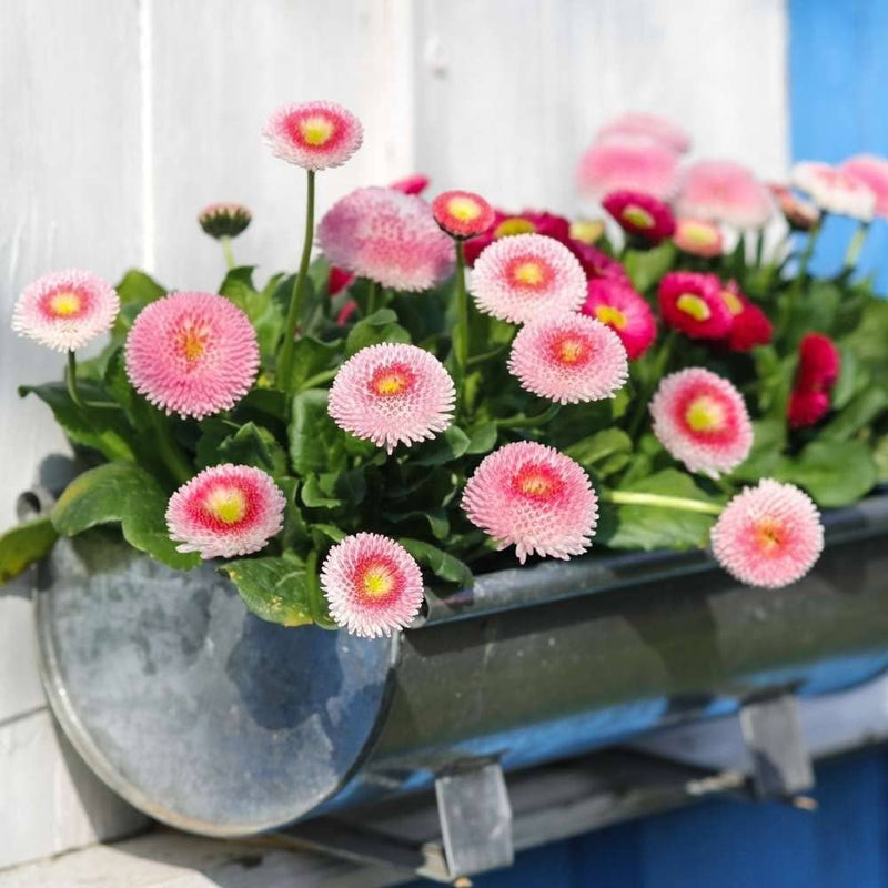 Rot weiß leucanthemum shasta blume samen for anpflanzung