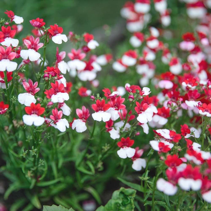 Rot and weiß nemesia strumosa blume samen for anpflanzung