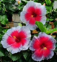 Ash Rot Hibiskus Blumensamen zur Aussaat lang Blüte Saison Traditionssorte & ohne Gentechnik Samen Hausgarten
