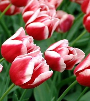 Rot & weiß tulip samen for anpflanzung