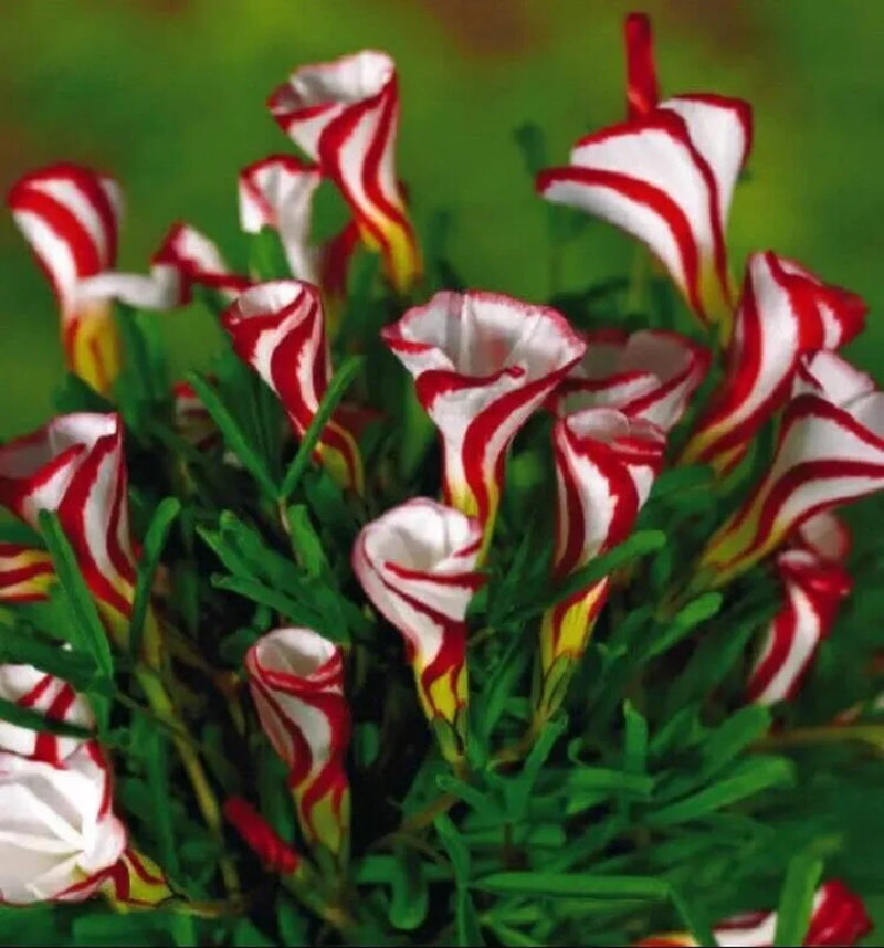 Rot weiß versicolor blume samen for anpflanzung