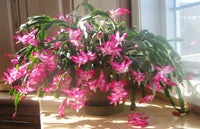 Rot winter flowering cactus samen for indoor wachsend