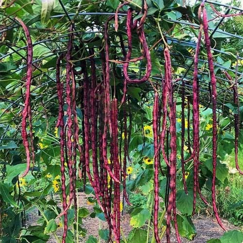 Maroon Yardlong Bean Samen zum Pflanzen