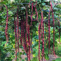 Maroon Yardlong Bean Samen zum Pflanzen
