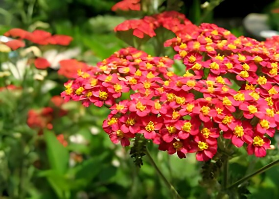 Red Yarrow perennial grown from Samen in meadow Garten