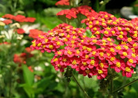 Red Yarrow perennial grown from Samen in meadow Garten
