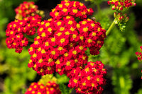 Red Yarrow Samen Achillea millefolium Rubra