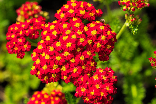 Red Yarrow Samen Achillea millefolium Rubra
