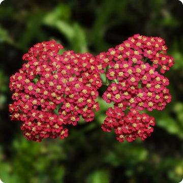 Red Yarrow Samen Achillea millefolium scarlet Blumen
