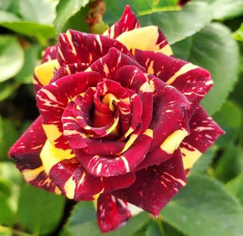 Rot gelb abracadabra blume samen for anpflanzung