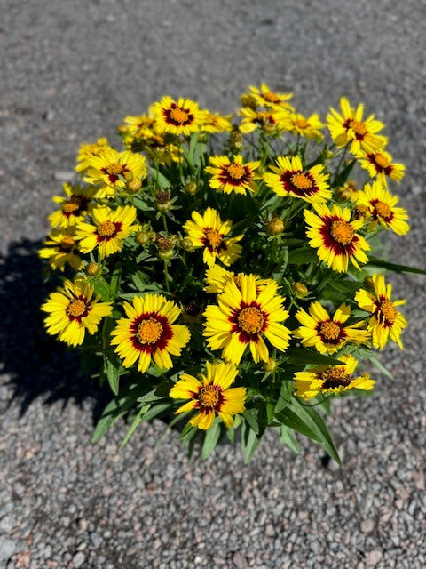 Rot and gelb coreopsis anpflanzung samen – bright garten blumen
